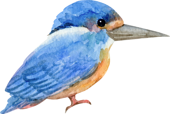 Watercolor illustration. Bird Kingfisher