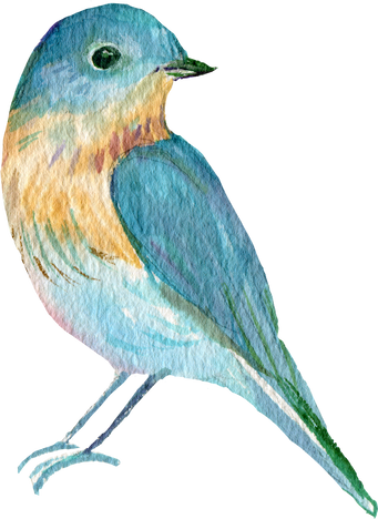 watercolor bird