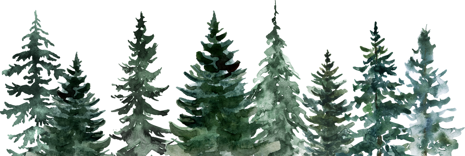 Watercolor evergreen forest illustration.