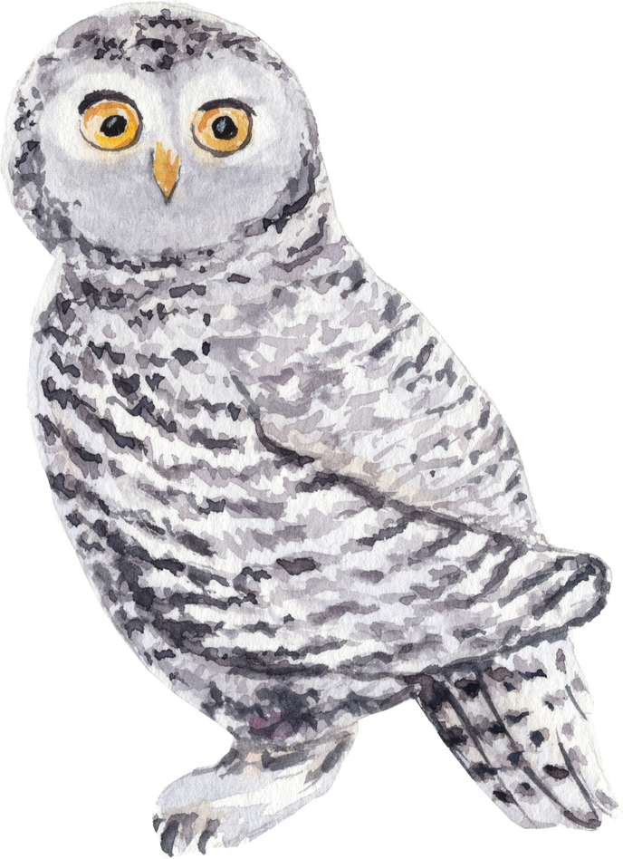 Watercolor bird snowy owl