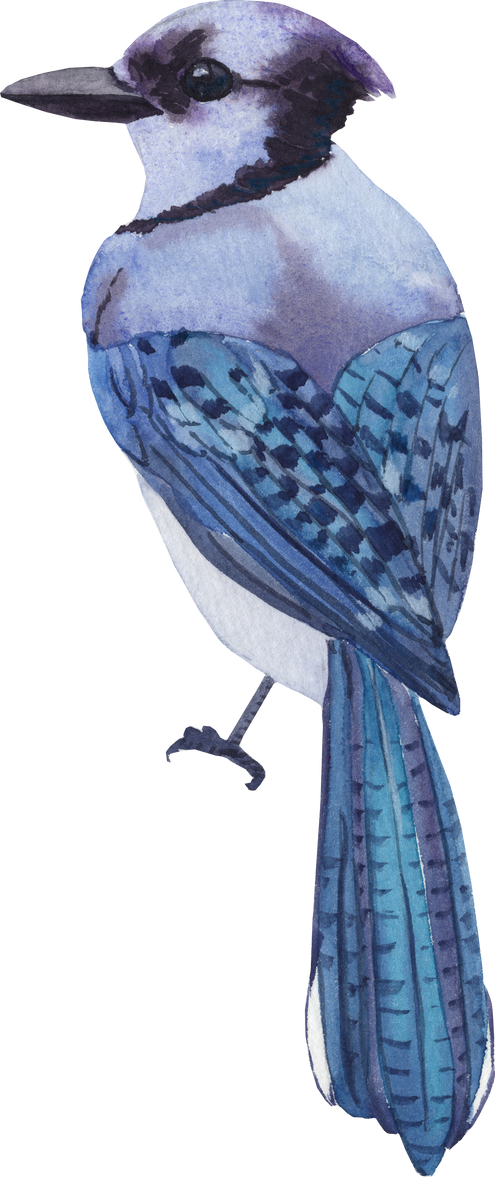 Watercolor bird blue jay