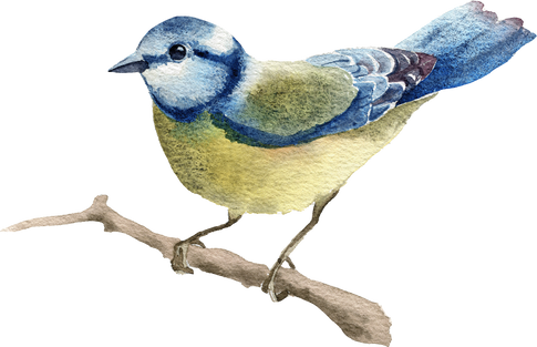 Blue tit bird. Watercolor illustration