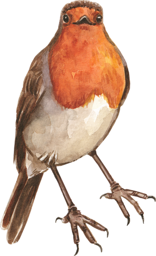 European robin bird