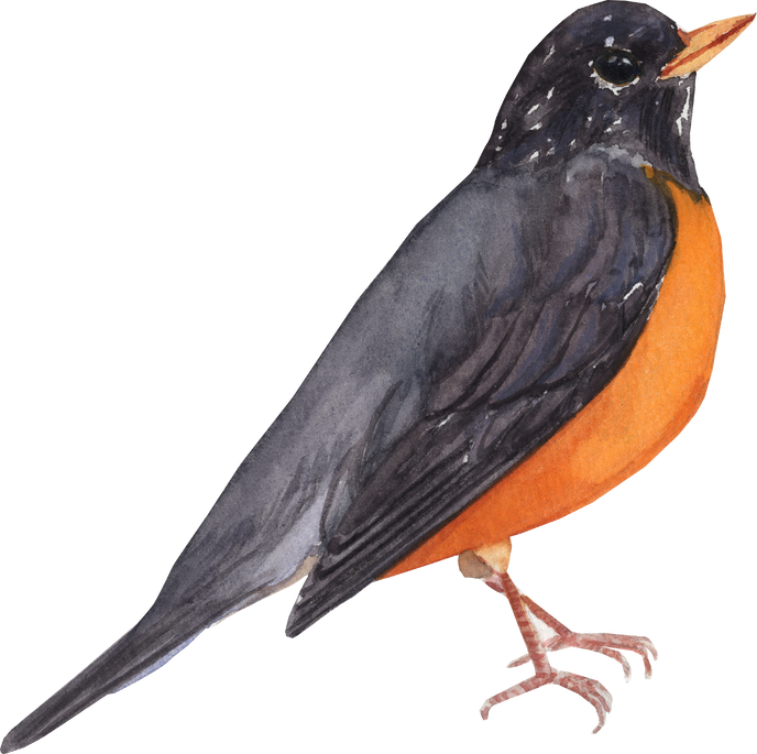 Watercolor bird american robin 