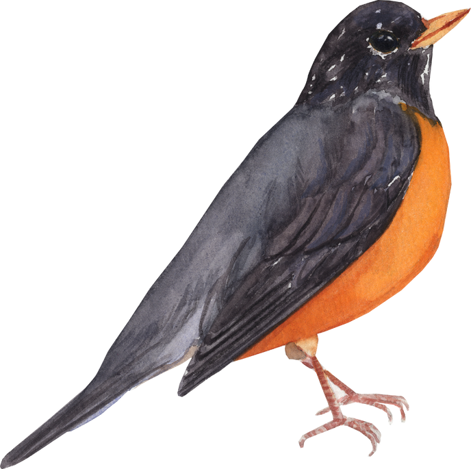 Watercolor bird american robin 