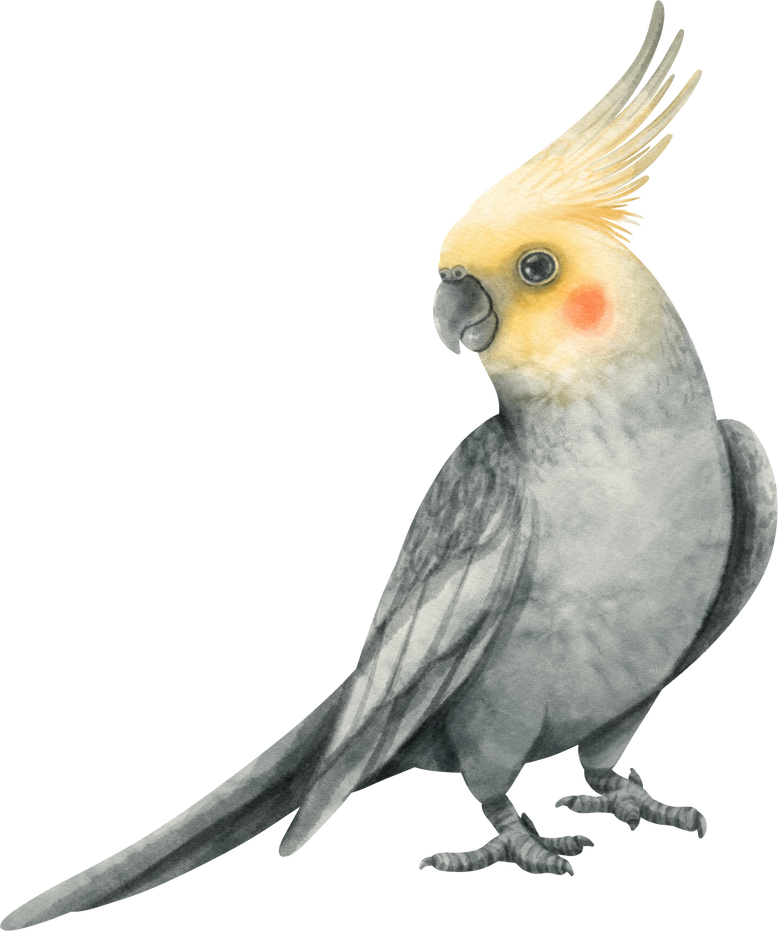 Watercolor cockatiel bird illustration