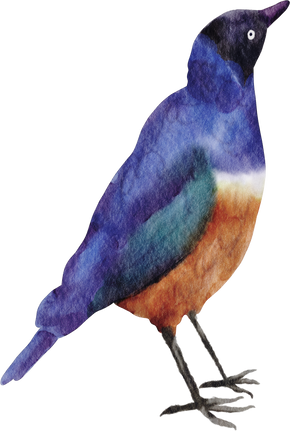 watercolor bird