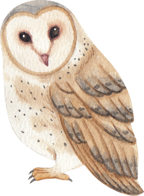 Cute Owl Bird Watercolor Clipart Png